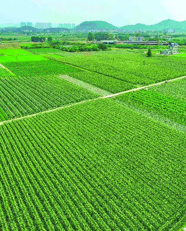     一片片甜脆玉米地非常壯觀。