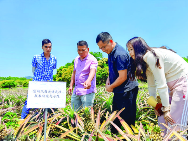     市農(nóng)科所對鳳梨“臺農(nóng)17號”進(jìn)行測產(chǎn)。    惠州日報記者劉建威 通訊員楊翠紅 湯倩 攝